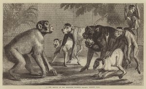 Una nueva llegada en los Jardines de la Sociedad Zoológica, Regent